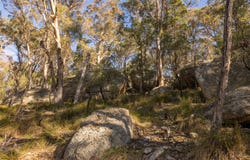 318 White Cedars Road, Mudgee, NSW 2850