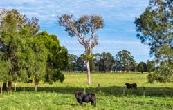 Sherrys Lane, Cowper, NSW 2460
