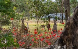 16 Treesbank Place, Nulkaba, NSW 2325
