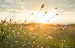 Lot 17, 38 Ridge Views Estate, Rosedale, Vic 3847