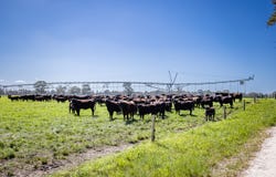 3699 Casterton-Penola Road, Lake Mundi, Vic 3312
