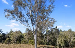 Lot 135, 1995 Mary Valley Road, Kandanga, Qld 4570