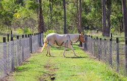 30 Old Mill Road, Oakhurst, Qld 4650
