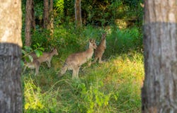 Lot 2, Monterey Circuit, Brookwater, Qld 4300