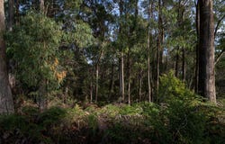 Back Cam Road, Somerset, Tas 7322