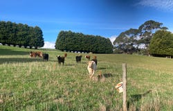 117 Faheys Lane, Irishtown, Tas 7330