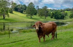 50 Bellthorpe West Road, Bellthorpe, Qld 4514