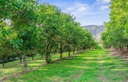 428 Shadbolt Road, Mothar Mountain, Qld 4570