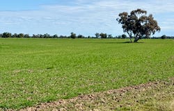 279 Hotchkiss Road, Baradine, NSW 2396
