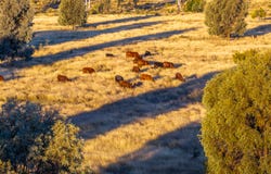 Lot 88 Flohrs Road, Dululu, Qld 4702