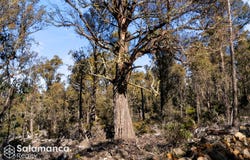 329 Arthurs Lake Rd, Arthurs Lake, Tas 7030