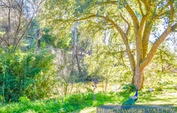 121 Grimwade Road, Balingup, WA 6253