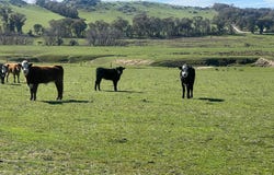 Cheesley Gate Road, Indigo Valley, Vic 3688