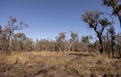 250 Springwood Park Road, Gulgong, NSW 2852
