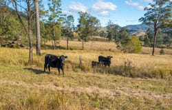 125 Jasper Creek Road, Mount Seaview, NSW 2446