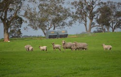 261 Joys Road, Binnum, SA 5262