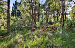14 Valley View Road, Roleystone, WA 6111
