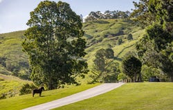 Mount Delaney, Qld 4514