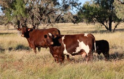 3654 Emmet Road, Blackall, Qld 4472