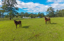 98 Misty Ridge, Bellangry, NSW 2446