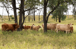 2470 Clermont Rubyvale Road, Clermont, Qld 4721