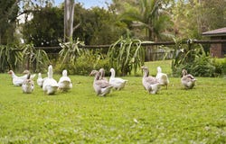 111 Creek Road, Burpengary East, Qld 4505