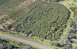 Lot 1A, 919 Clearfield Road, Myrtle Creek, NSW 2469