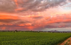 2294 Lockhart-the Rock Road, The Rock, NSW 2655