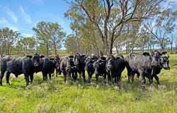 980 Ashford Road, Nullamanna, NSW 2360