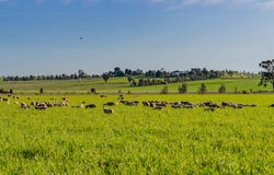 Upside Farm, 104 Flowerdale Road, Wagga Wagga, NSW 2650