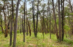 935 Buttermans Track, Christmas Hills, Vic 3775