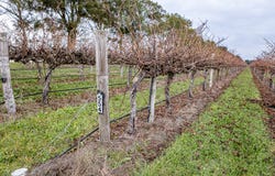 Lot 729 McBain Road, Coonawarra, SA 5263