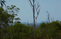Lot 77 Pacific Drive, Deepwater, Qld 4674