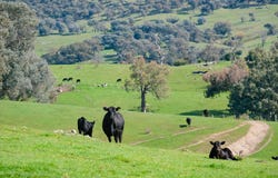 Ranch Road, Tintaldra, Vic 3708