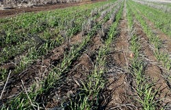 Edgeroi, NSW 2390