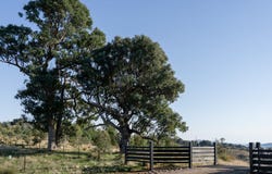393 Ennis Road, Leneva, Vic 3691