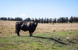 1790 Braidwood Road, Tarago, NSW 2580