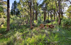 14 Valley View Road, Roleystone, WA 6111