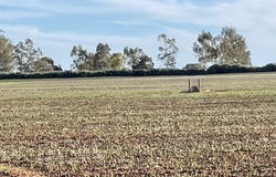 Lot 405 North West Terrace, Warnertown, SA 5540