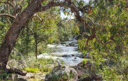 Dorrigo, NSW 2453