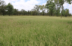 2470 Clermont Rubyvale Road, Clermont, Qld 4721