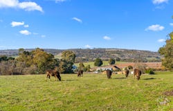 169 Jungfer Road, Charleston, SA 5244