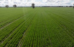 141 Cheecome Road, Moree, NSW 2400