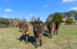 Lot 93 Jungfer Road, Charleston, SA 5244
