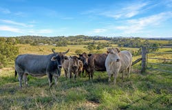 92 Cavanagh Rd, Greens Creek, Qld 4570