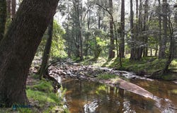 811 Majors Creek Mountain Road, Araluen, Araluen, NSW 2622