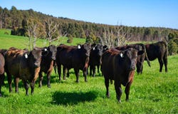 2241 Pipers River Road, Pipers River, Tas 7252