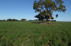 1708 Riddoch Highway, Keith, SA 5267
