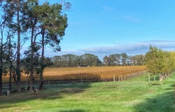 395 Wirring Road, Cowaramup, WA 6284