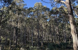 . Truelands Road, Campbell Town, Tas 7210
